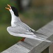 Forster's Tern